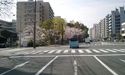 堀川桜.jpg