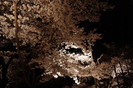 夜桜３,jpg.JPG